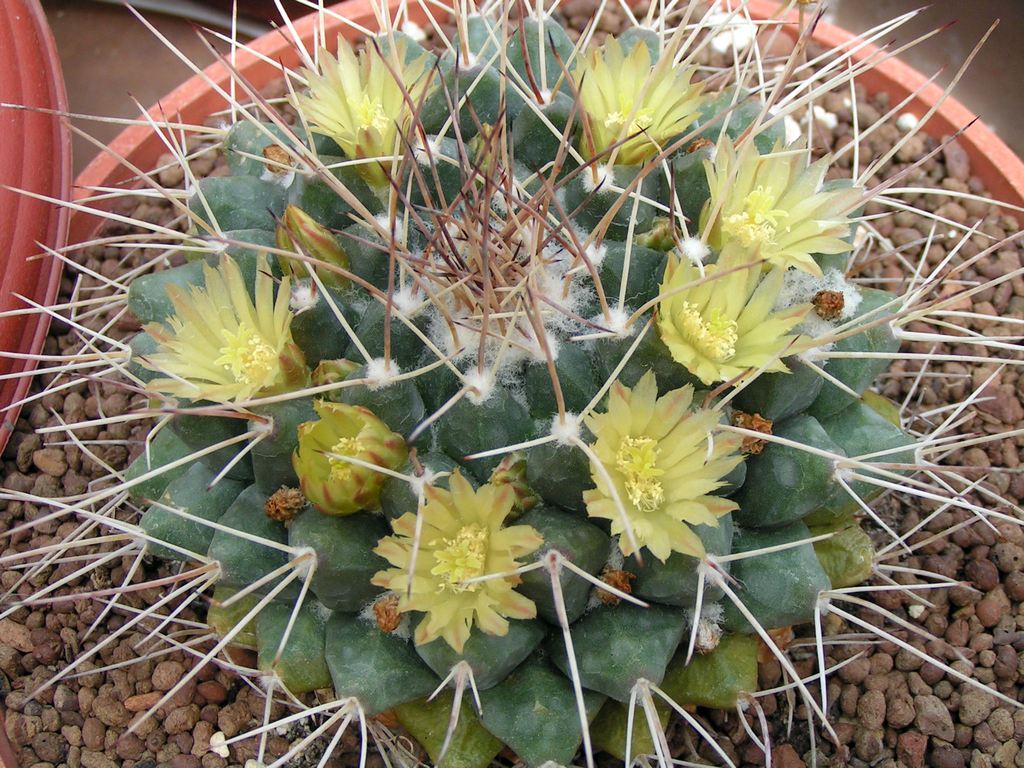 Mammillaria winterae